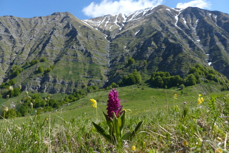Monte Doro e Cima della Laghetta, le orchidee e i loro ambienti - luglio 2025.